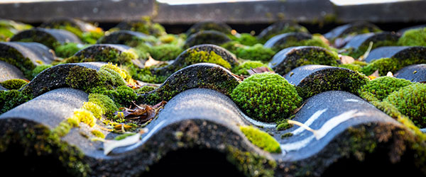 Les solutions écologiques pour supprimer la mousse de son toit