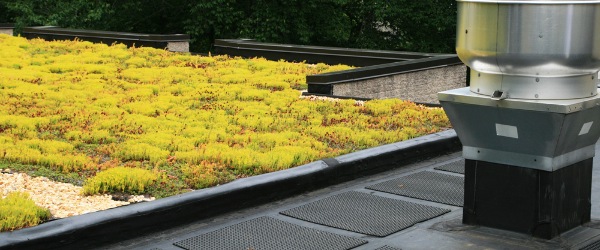 toit terrasse vegetale